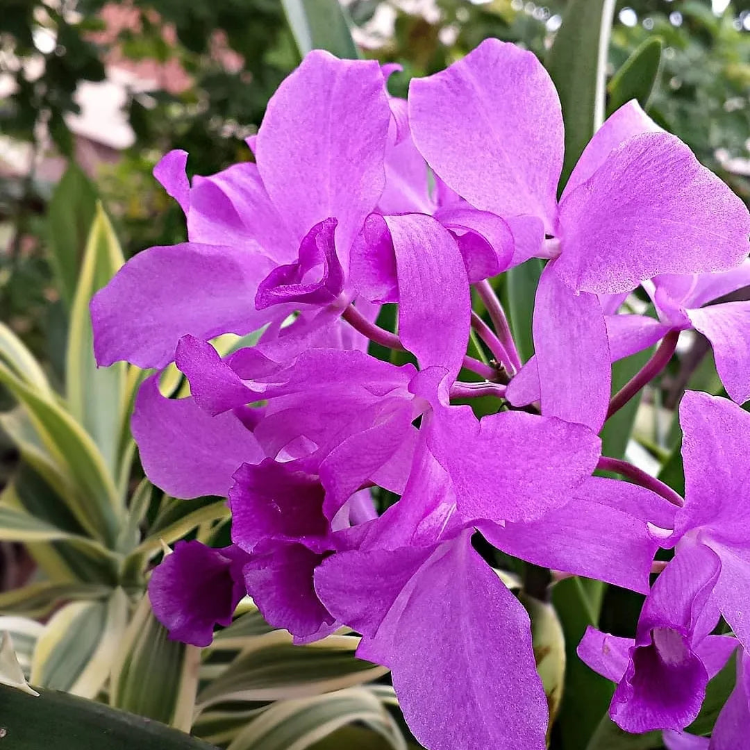 Purple orchid photo in front of a green foliage background.